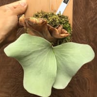 珍奇植物部 ビカクシダ