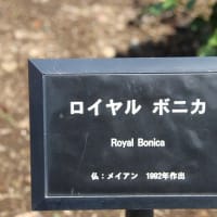 東沢バラ公園　２
