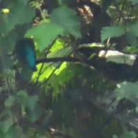 2025年7/7　木曽川のカワセミ