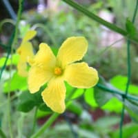 ゴウヤの雄花が咲き出した!(^^)!　　　+　　　情報