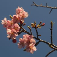 河津桜と紅梅と白梅、そしてココ！