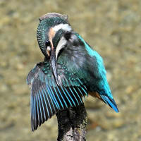 いつもの公園
