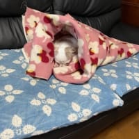 💛記事はお休みします！