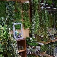 スパイスグリーン 運営 有限会社ココーフラワーの店舗 ショールームにフェイクグリーン植物が大量に入荷しました。