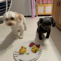 ごま🐕‍🦺8歳㊗️