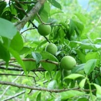 今週の野菜とわが家の菜園 ～5月〔5〕回目