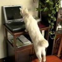 ドック再検査結果顛末記