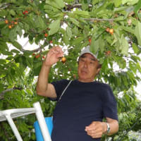 今日はK氏とサクランボ狩りに