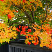 秋田の紅葉　　　　　　～星空掲示板～