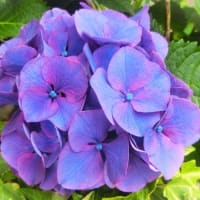 紫陽花 写ン歩♪