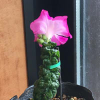 渦小人開花