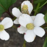 野の花