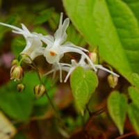 庭の花。。。