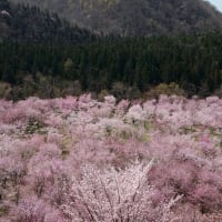福島桜巡り　北塩原村　桜峠のオオヤマザクラ　その４
