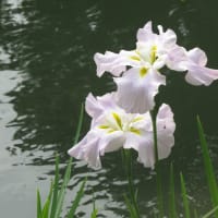 今日は「入梅」梅の収穫の時期