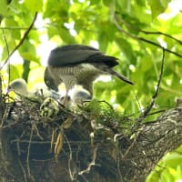 心に残る情景*「鳥景」見沼の小さな森