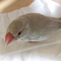文鳥の定期健診