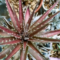 ｍｙ　Dｙｃｋia