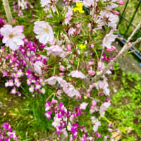 春のお花達