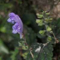 あじさいが咲き始めた六甲高山植物園にて（PartⅢ）