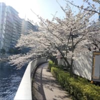2025-3月　PCX160　1275km(13180km )　～いい季節です。〜