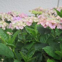 紫陽花