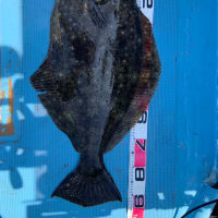 ヒラメ釣果情報
