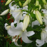 夏の季語／富士詣(ふじまうで)・富士道者・富士行者・山上詣・富士講・浅間(せんげん)講・篠小屋 