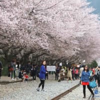 韓国人「ウワッ！ばれちゃったww」　　　韓国が桜の「起源」に固執する理由