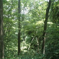 菩提寺山（石油の里より）2025夏至前日