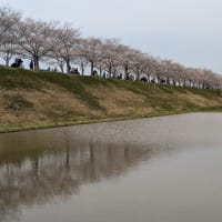 花見