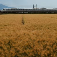 特急列車と麦畑