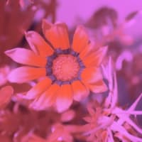 ガザニアとアヤメの花・紫外線吸収と反射について