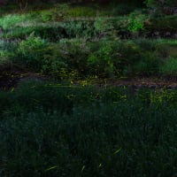 風景写真-自然- Vol.23（蛍撮影 2025-06-09）撮影地：鳥取県鳥取市（旧美歎水源地）