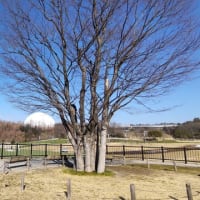 ケヤキ：株立ちー6本からなる