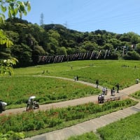 横須賀花観光・1
