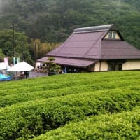 唐川新茶まつり開催。
