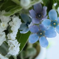 ●我が家の５月の花（15）　ミニバラ　バラ　カスミソウ　デルフィニウム　サツキ　パステルアリウム　ツユクサ