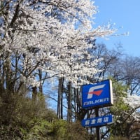 国道４号線　北緯40度　岩手町の桜！