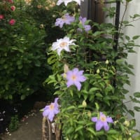 今年も薔薇の季節