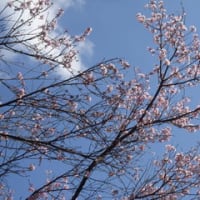 目黒でお花見2016(1)駒場野公園のコヒガンザクラ
