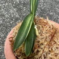 不老白を産んだ親木