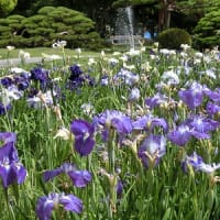 再掲；みちのくの夏2016　～ 長井のあやめ公園 ～