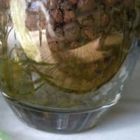 ハイドロカルチャー   藻が生える