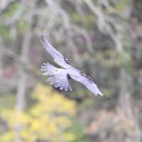 ハヤブサの背撃ち
