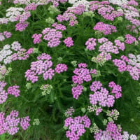 竹本仰の前号俳句鑑賞(We第19号より）