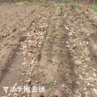 畑作業６日、食用菊の移植