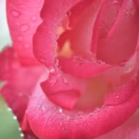 「雨滴のジュエリー」　いわき　フラワーセンターにて撮影！　初夏のバラ
