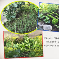 近頃ハッパが多いようで