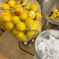 減塩梅干し梅酢漬け。その１。